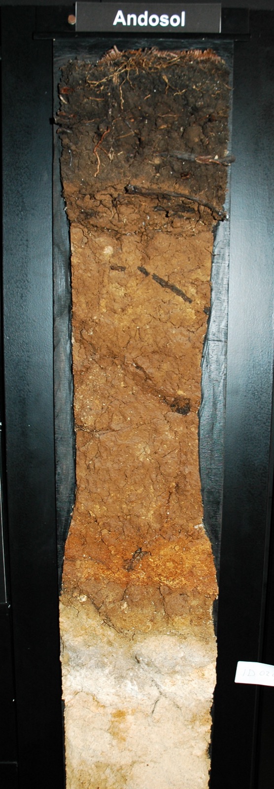 Soil profile of a volcanic-ash soil, with a dark upper horizon