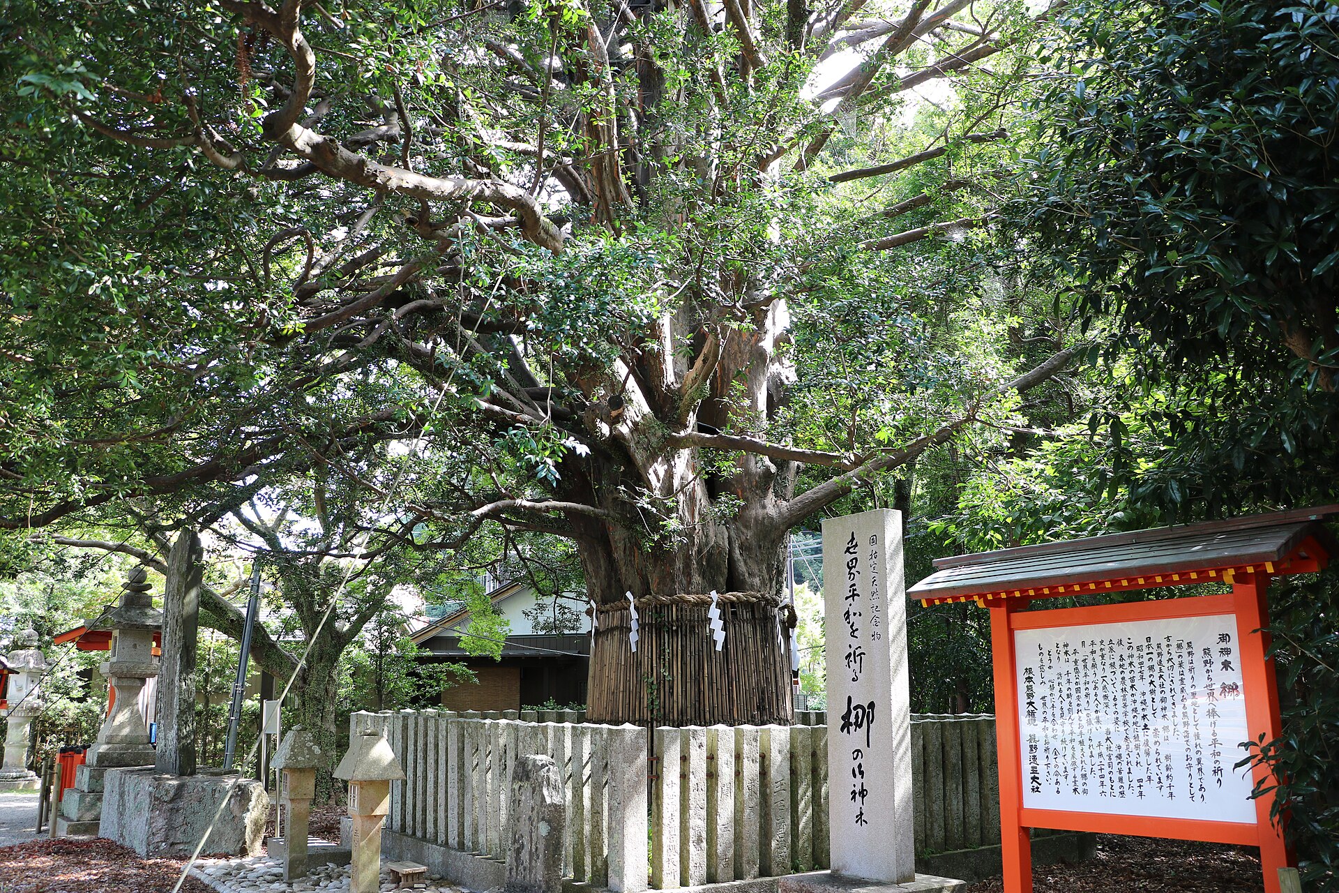 The great nagi tree at Kumano Hayatama Taisha