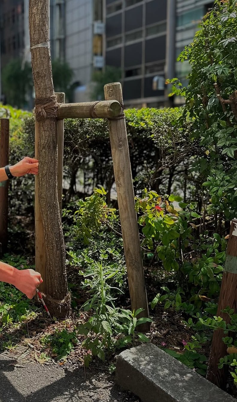 Street tree held by a two-leg torii support of cedar poles