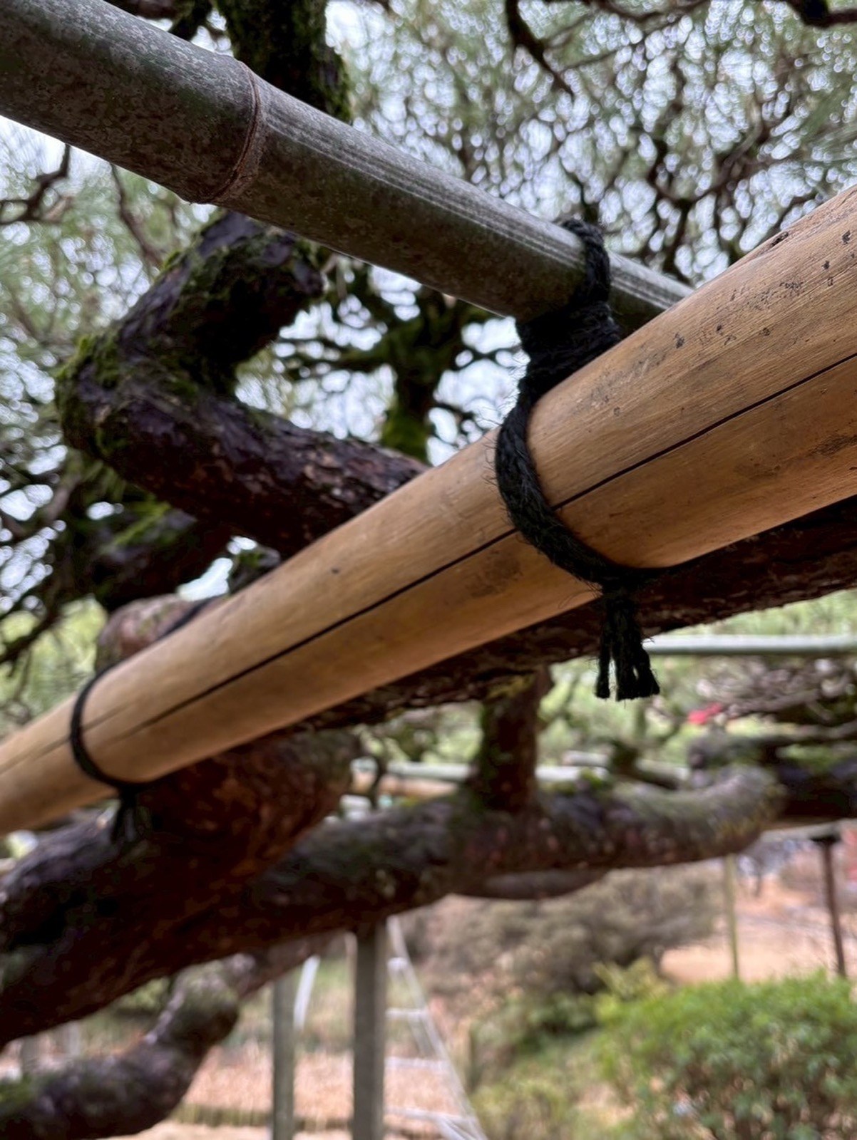 Black hemp-palm rope binding a bamboo rail to a timber crossbar