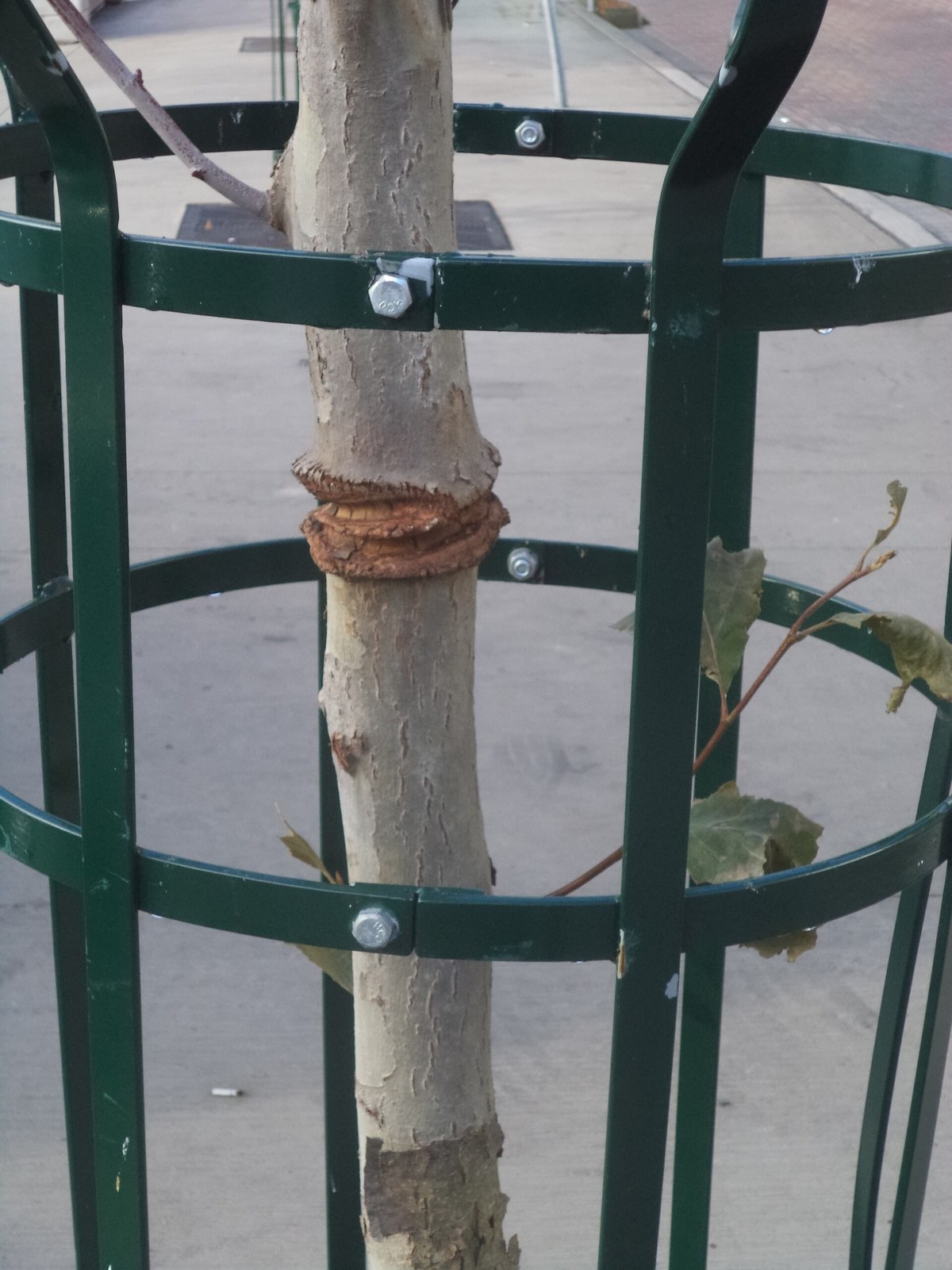 Bark damage where a staking tie was left on a young tree