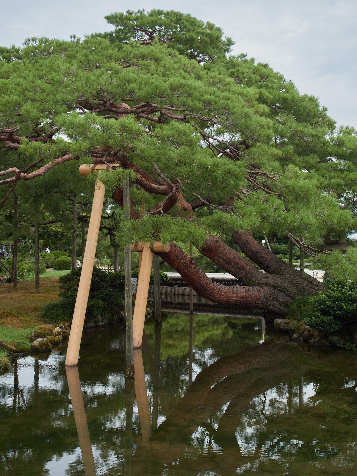 Old black pine with timber props over a garden pond