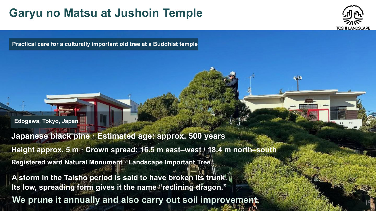 Lecture slide introducing the Garyu no Matsu at Jushoin Temple
