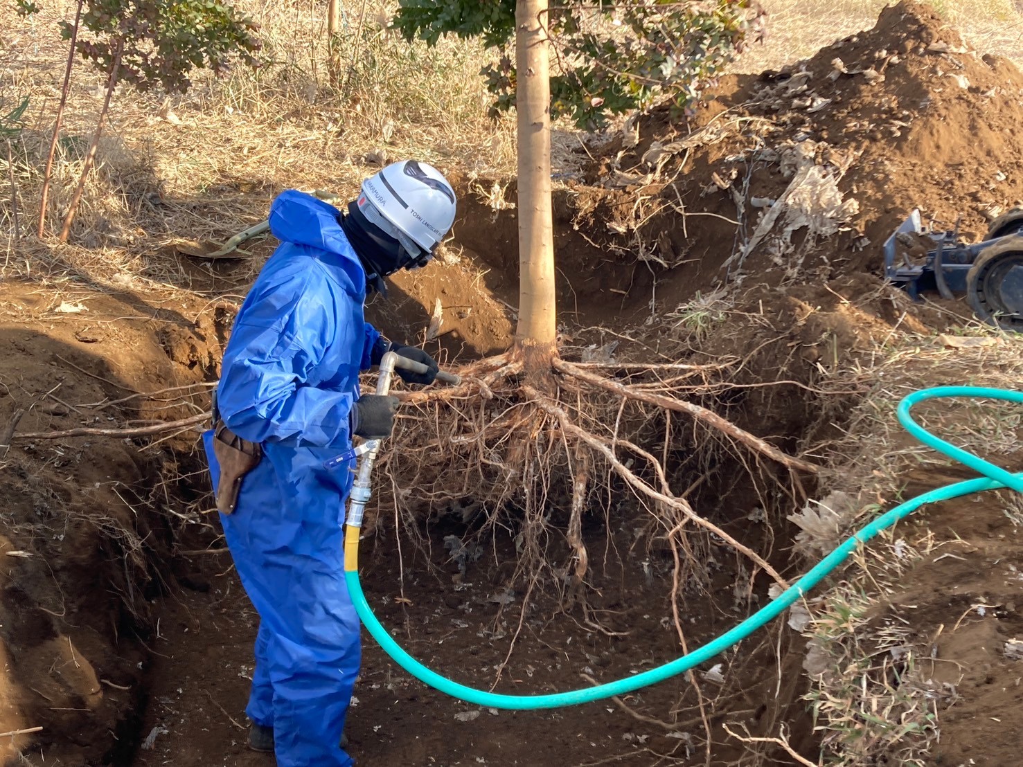 Root system exposed with an air spade, with soil blown away