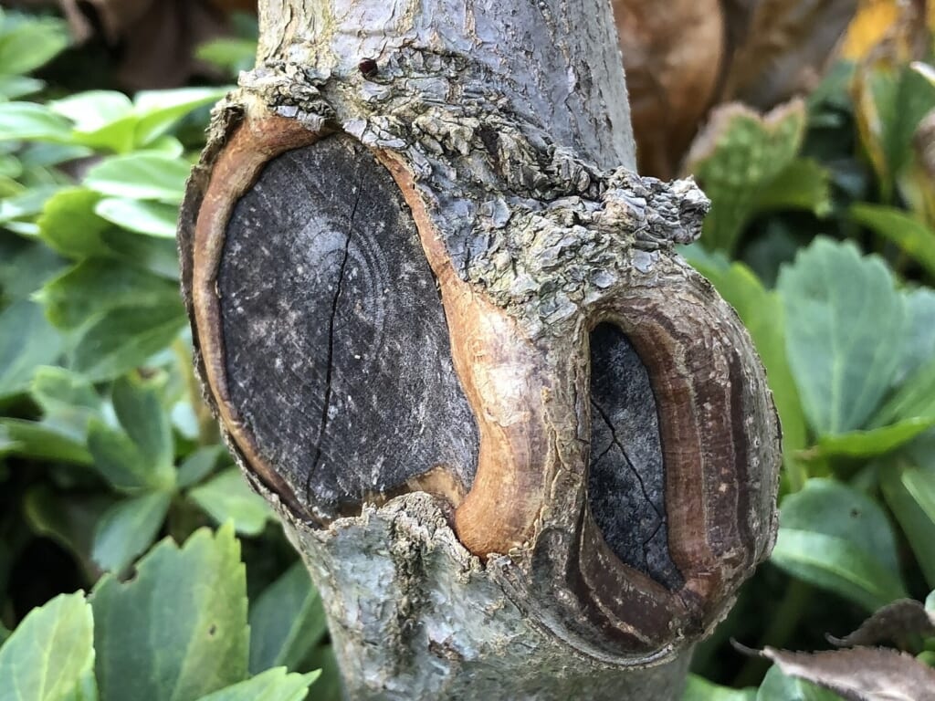 Tree Scar Tissue — How Trees Seal Wounds After Pruning