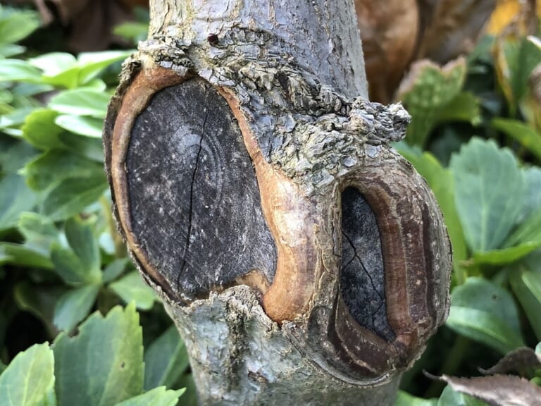 Tree Scar Tissue — How Trees Seal Wounds After Pruning