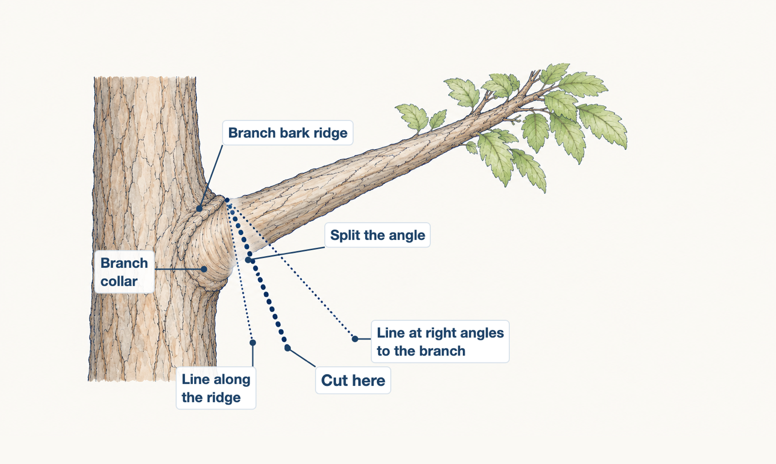 Diagram of the correct pruning cut position at the branch collar