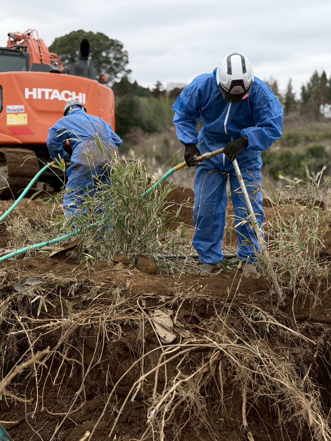 Wide-spreading root system exposed during a survey