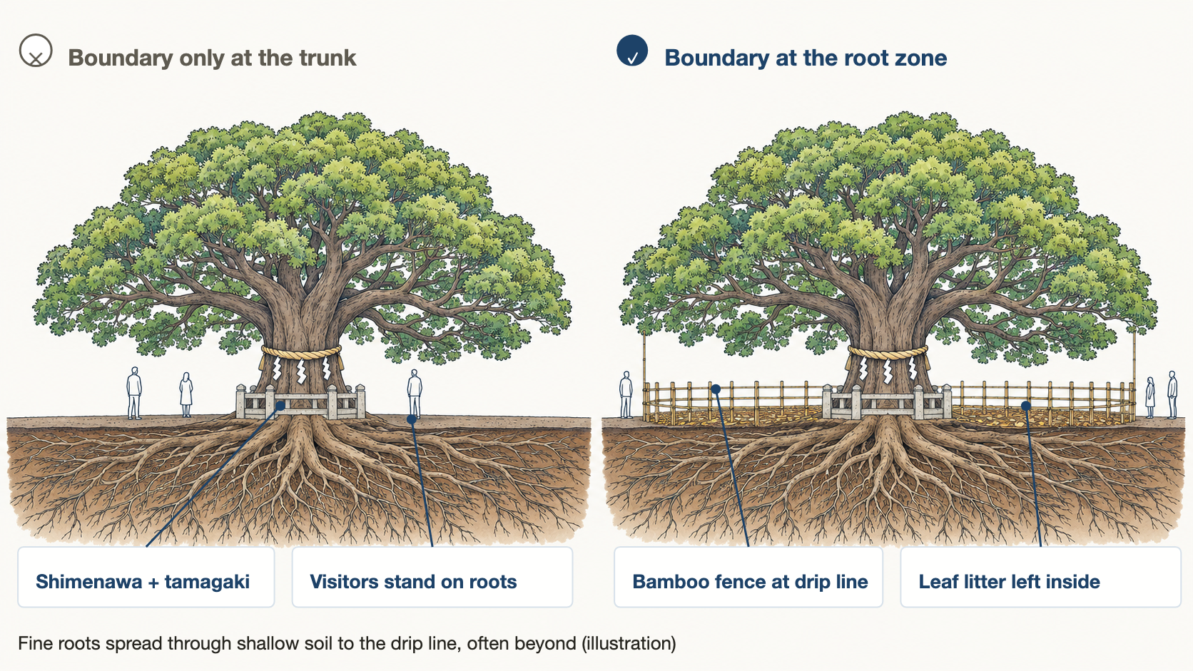 Diagram comparing a fence close to the trunk with a fence at the drip line