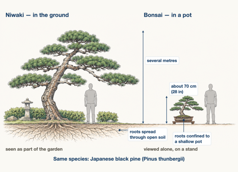 Two-panel diagram comparing a garden black pine with a black pine bonsai at true scale