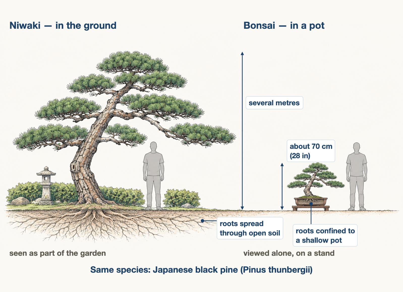 Two-panel diagram comparing a garden black pine with a black pine bonsai at true scale
