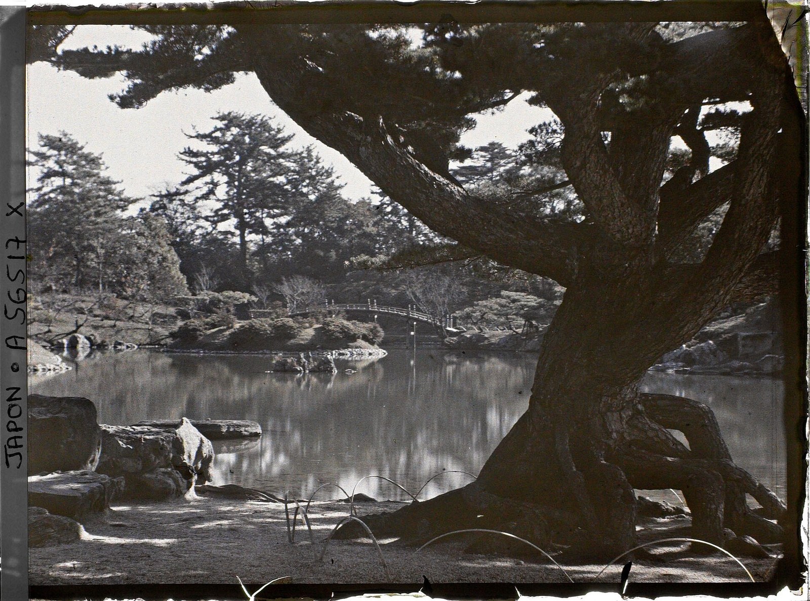 Archival 1926 photo of the Neagari Goyomatsu, a white pine at Ritsurin Garden, beside a pond