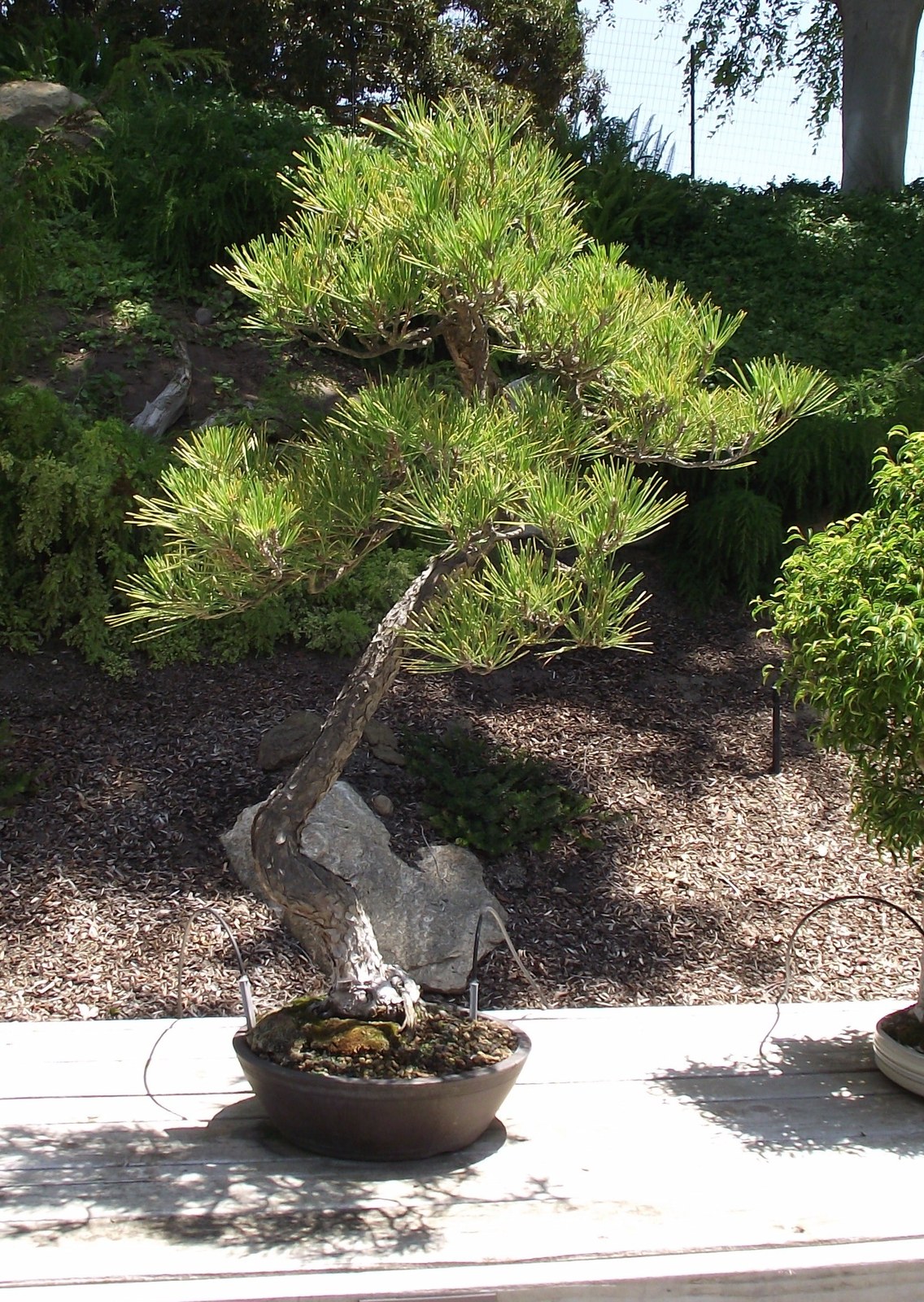Japanese black pine bonsai in a shallow pot on a display stand