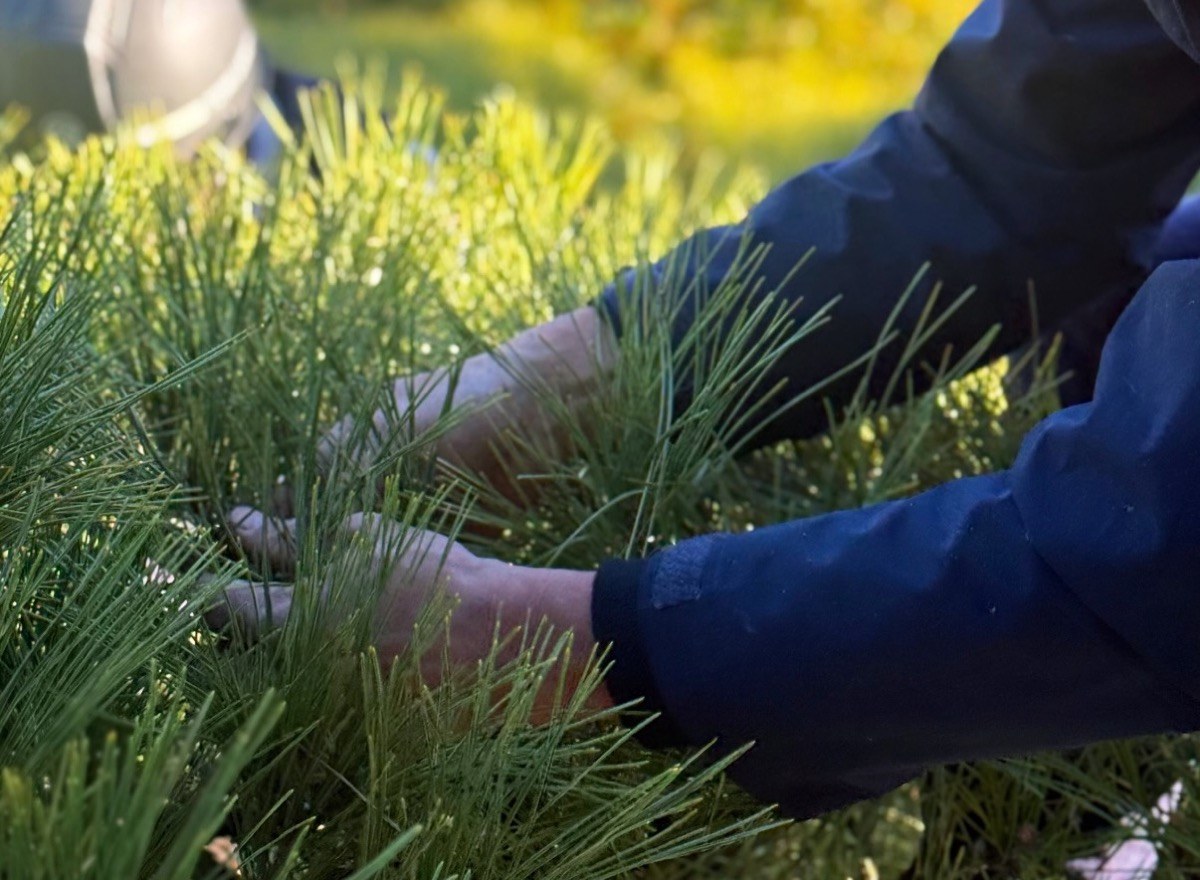 Hands thinning old needles from a garden black pine during momiage