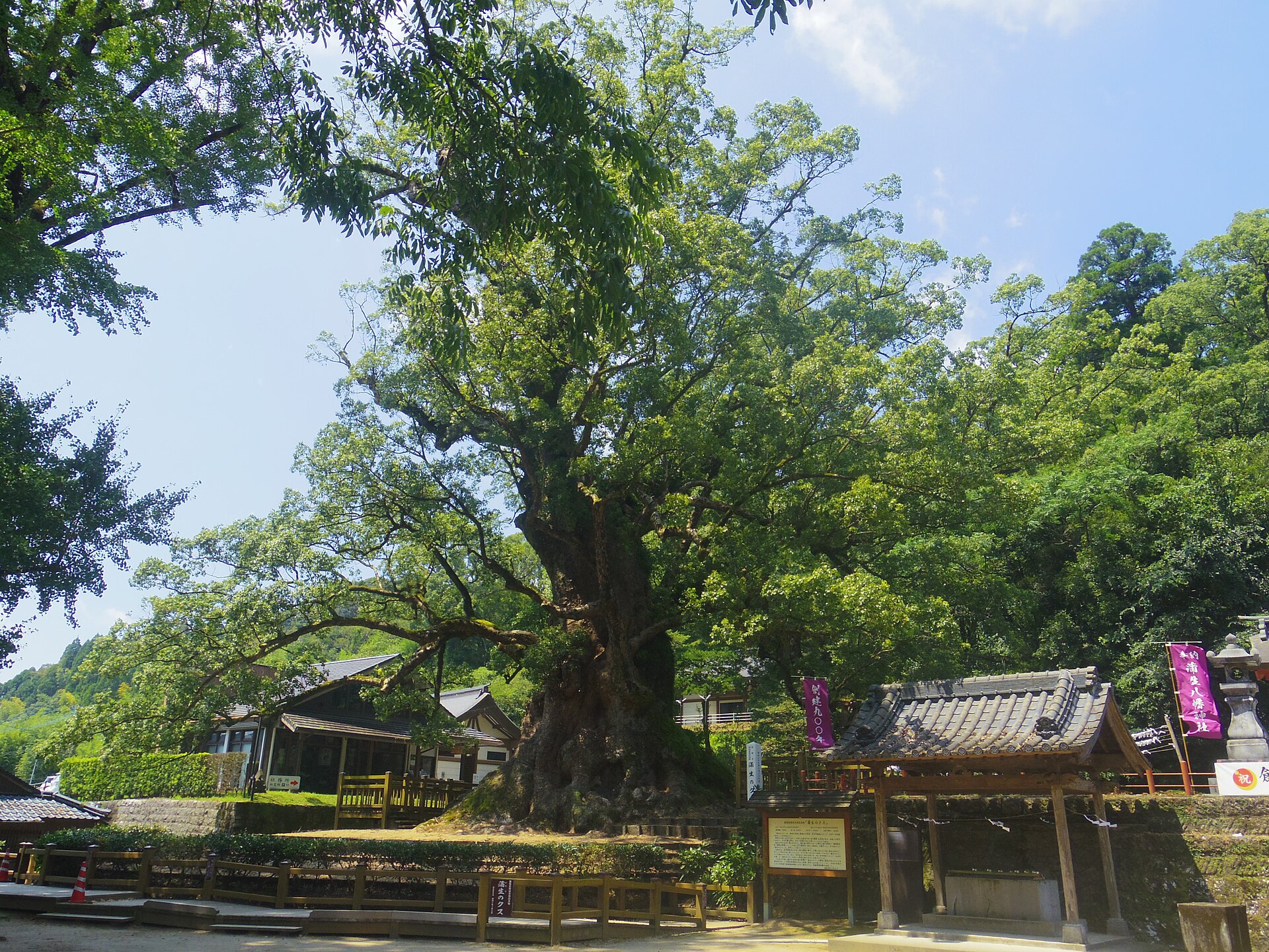 The great camphor of Kamo with a timber fence beside a boardwalk