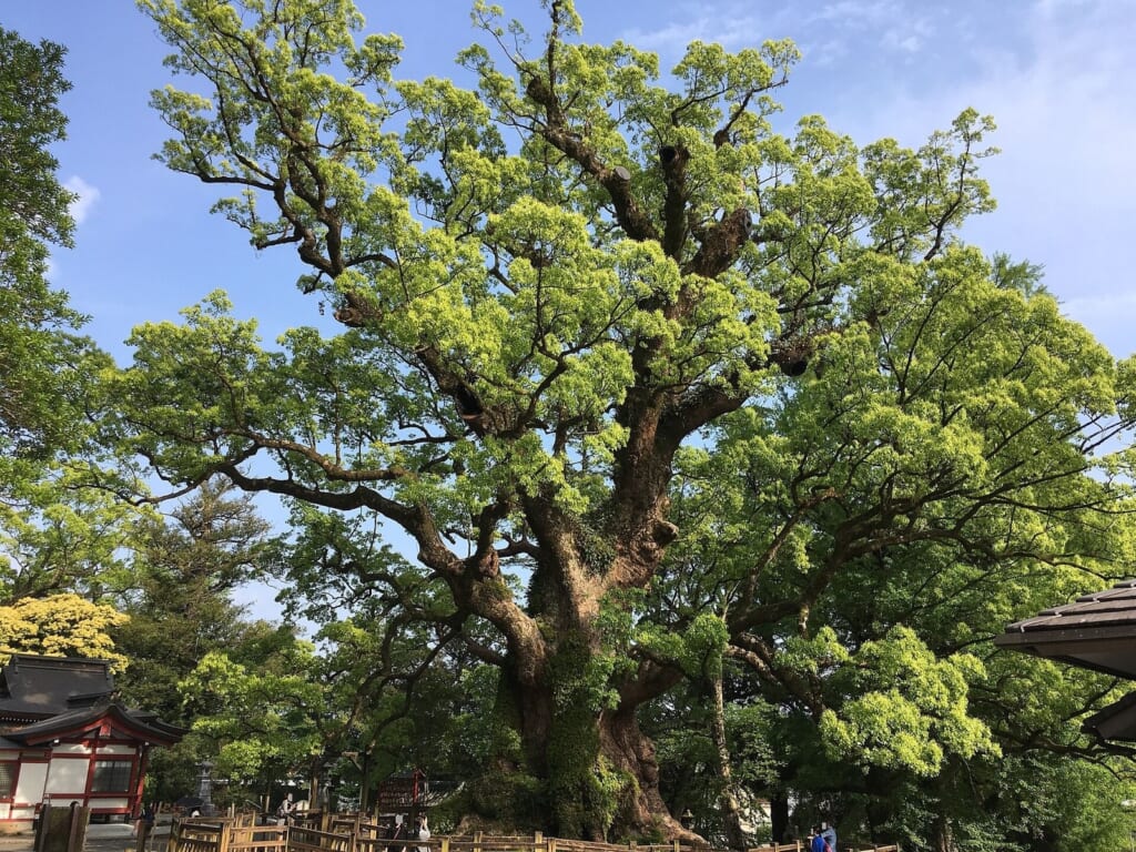 Kamō no Ōkusu — Japan’s Largest Camphor Tree, Its Lifespan