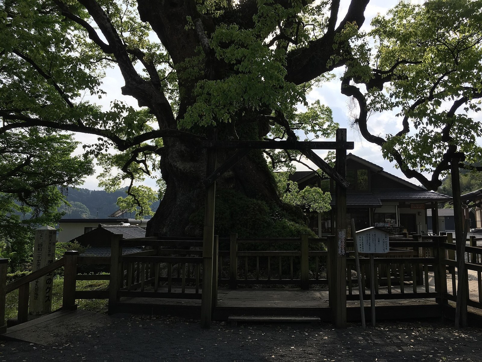The raised boardwalk around the base of Kamō no Ōkusu, protecting the roots from trampling