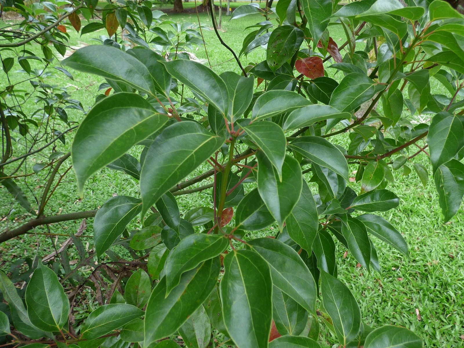 Glossy camphor leaves with their typical three-veined base
