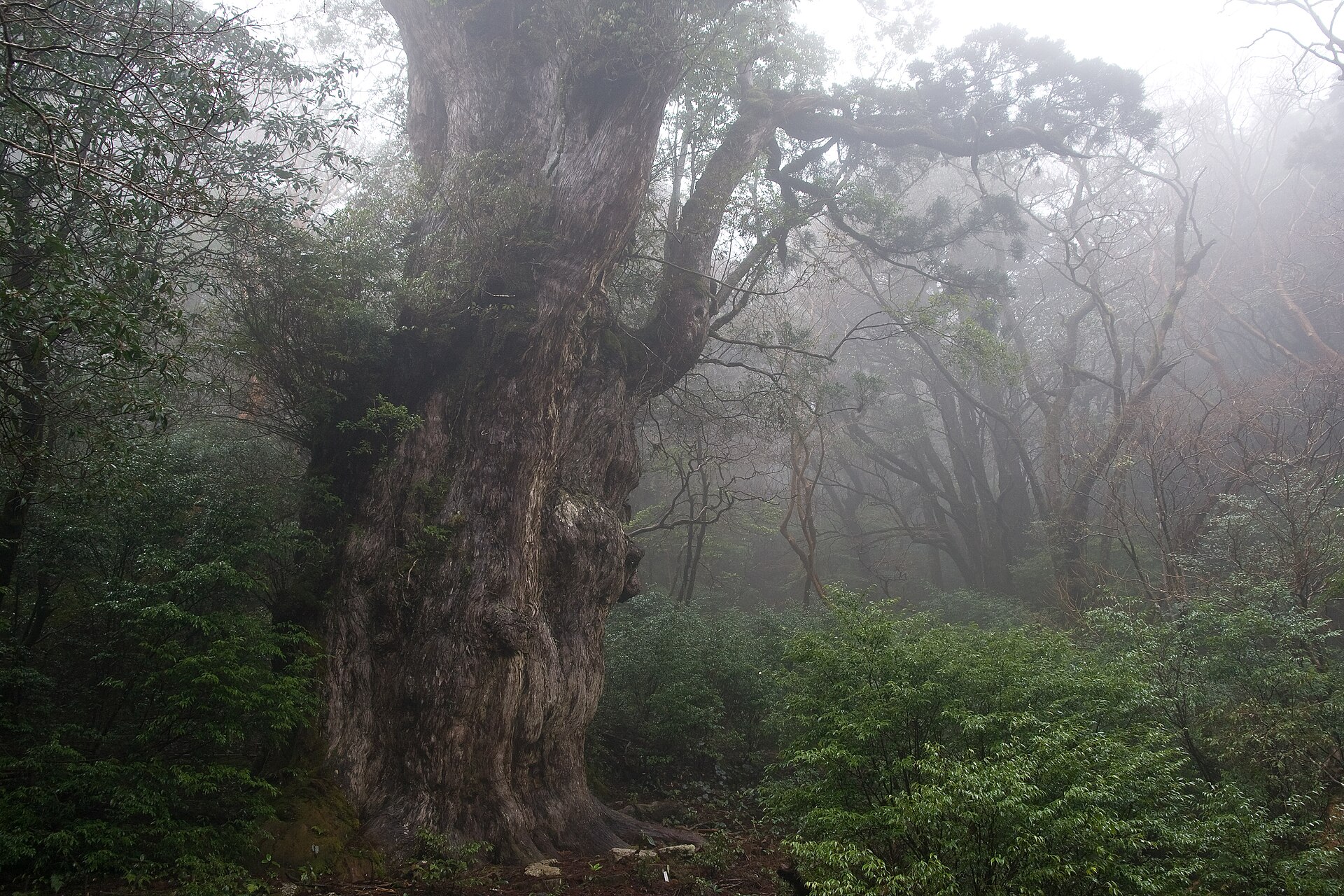 The Jomon Sugi cedar in mist on Yakushima