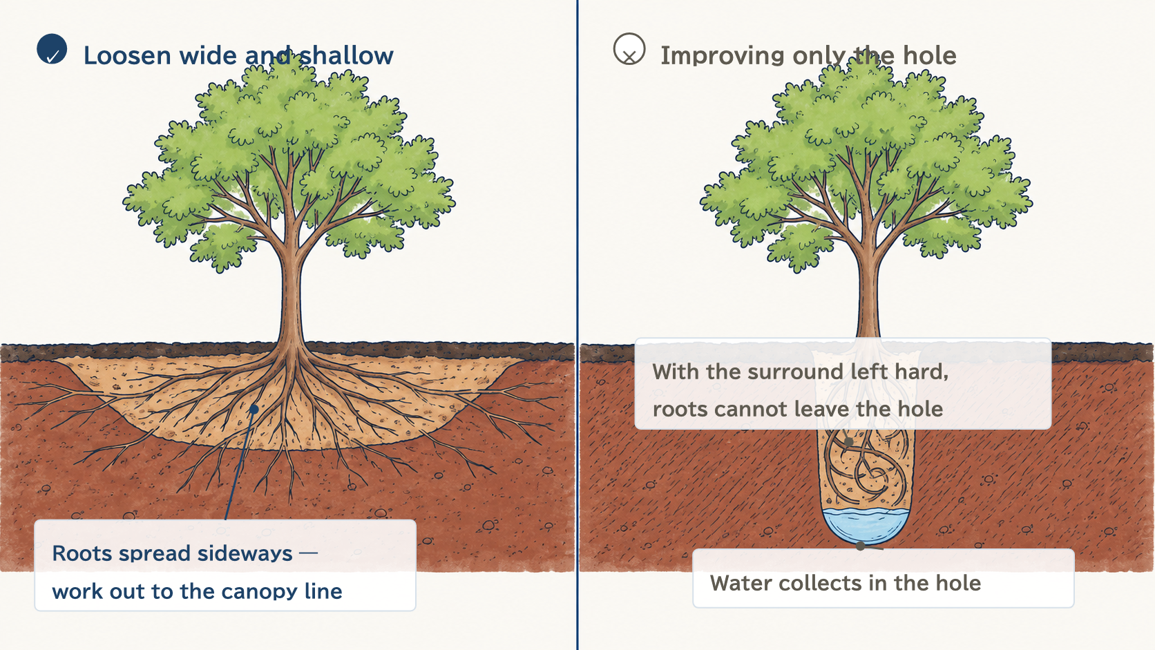 Comparison diagram of two ways to prepare a planting hole, shallow wide cultivation versus a narrow deep pit
