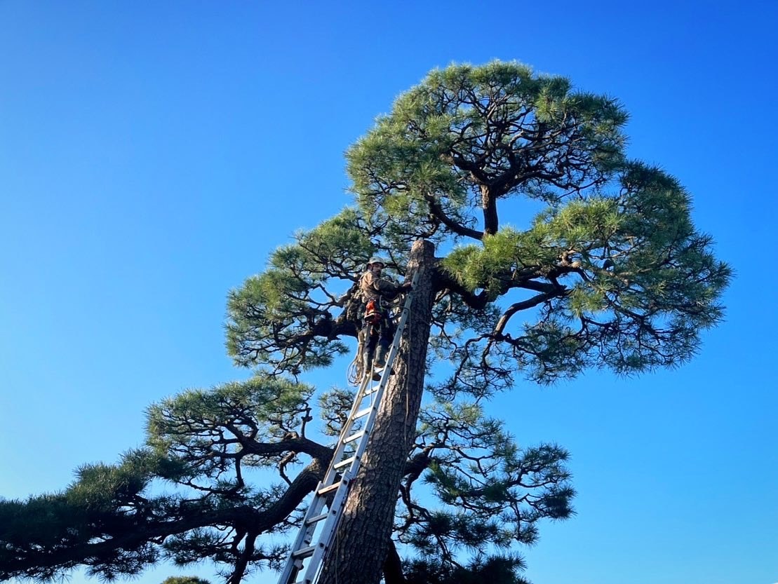 Trained Japanese black pine with layered branches against a blue sky