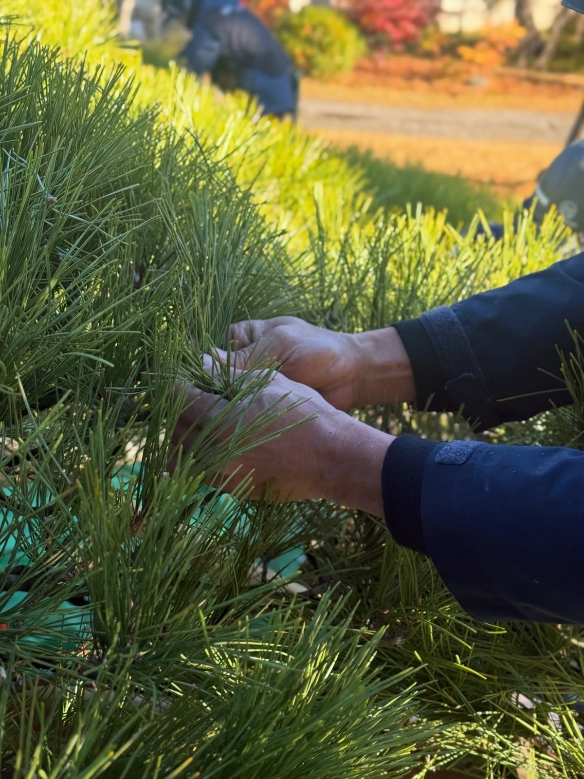 Hands removing old needles from a Japanese black pine shoot