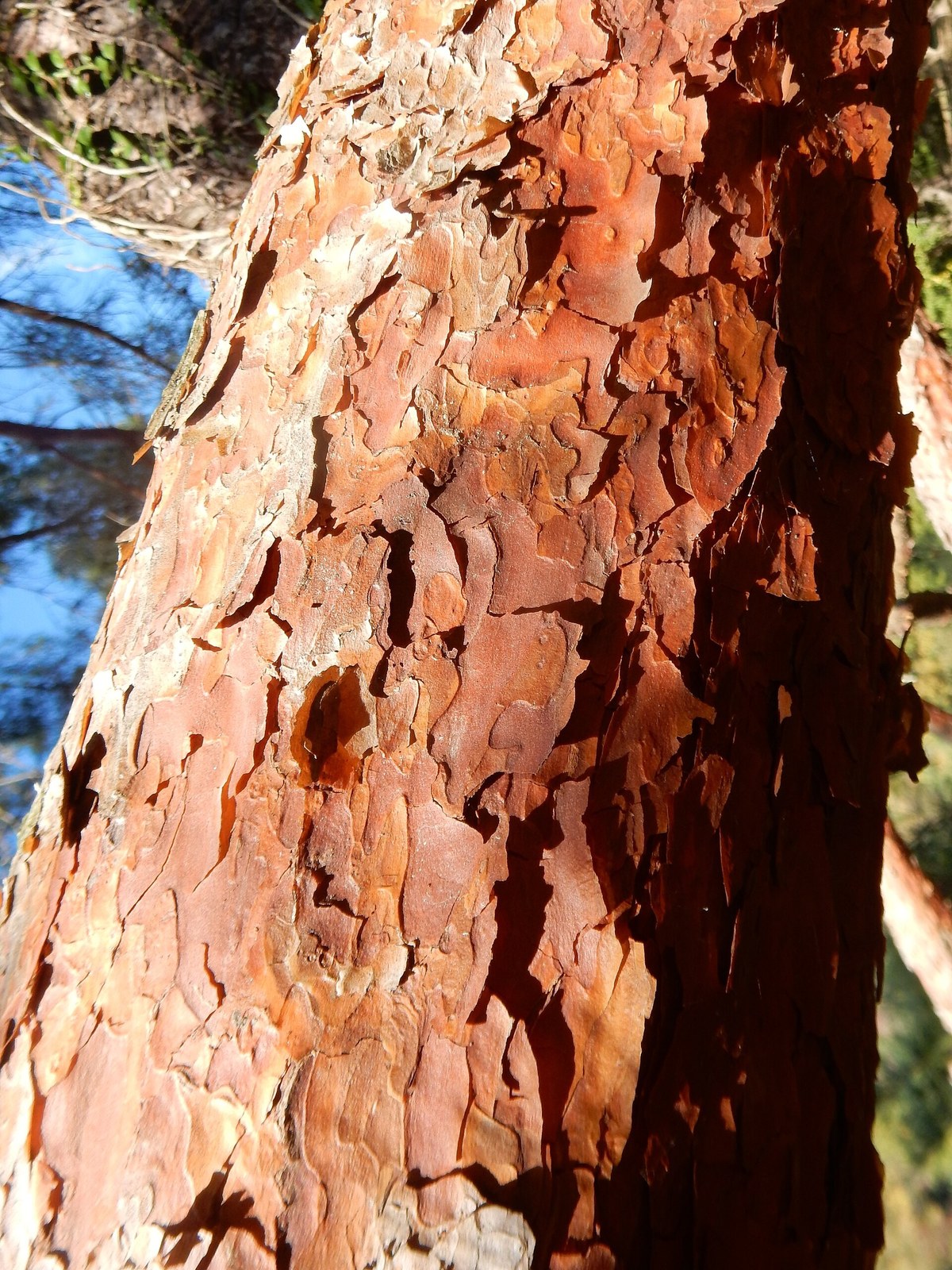 Reddish flaking bark of a Japanese red pine trunk