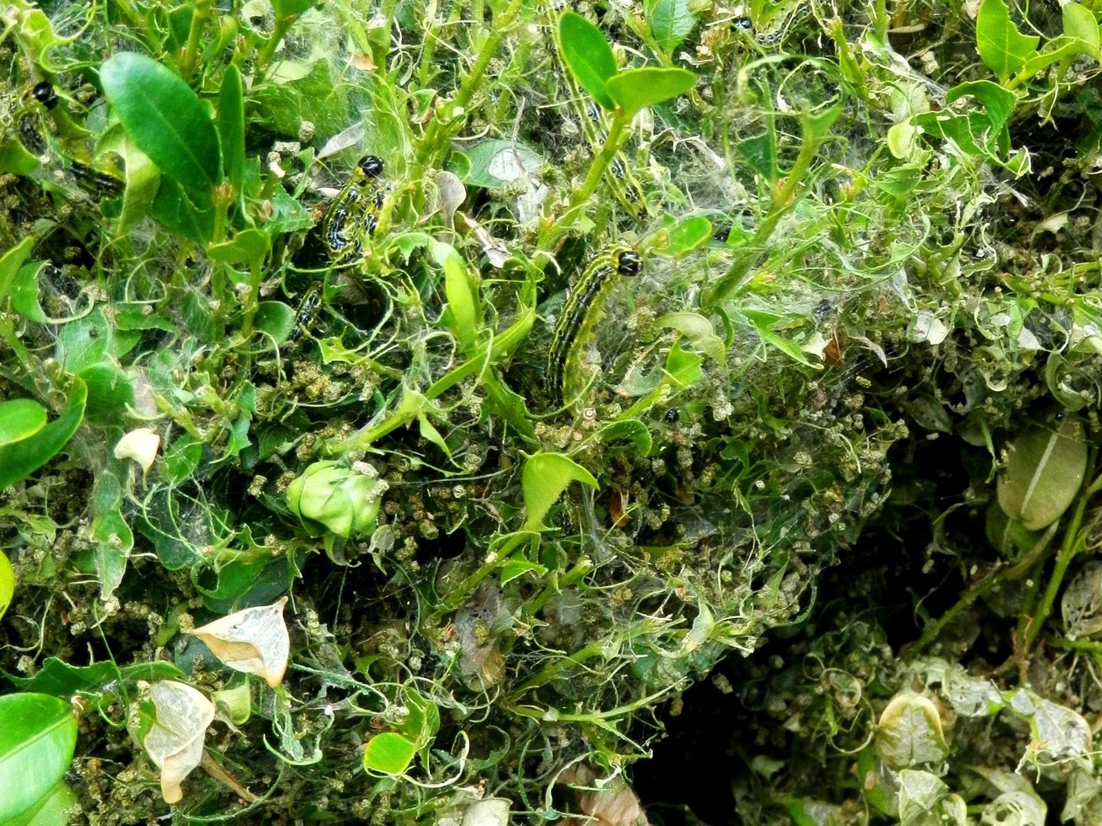 Boxwood shoots stripped by box tree moth caterpillars, with webbing between bare twigs