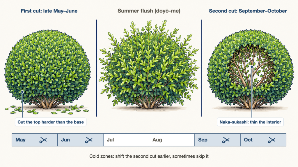 Boxwood Alternatives: Japanese Holly — How Japan Grows It