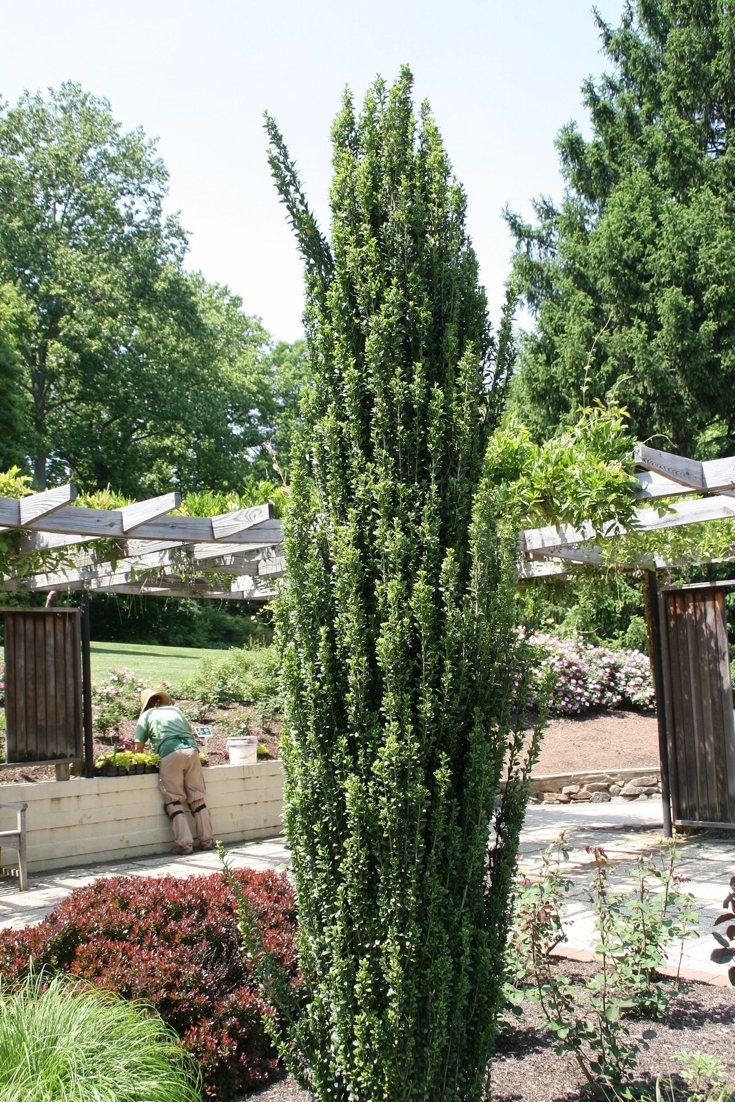 A narrow columnar Sky Pencil holly standing upright in a public garden