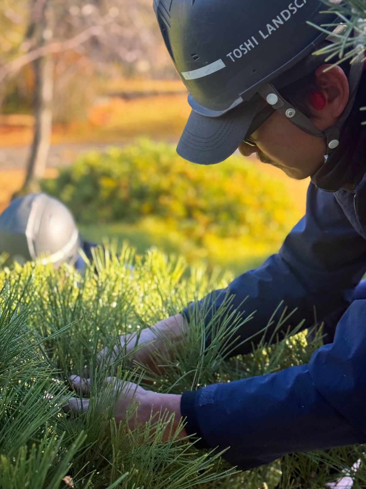 An arborist working on a pine tree on site
