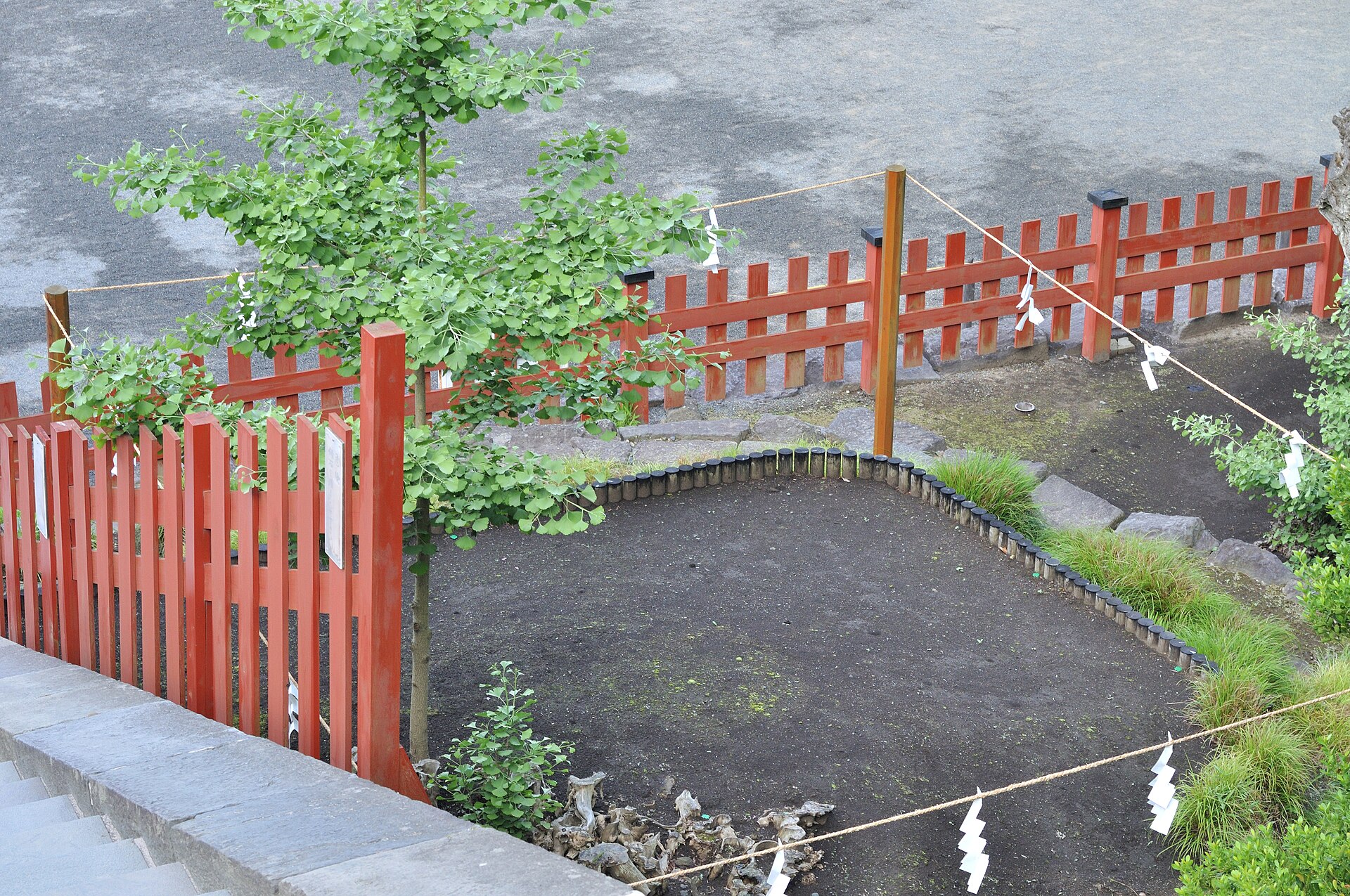 A young ginkgo sprout growing behind a vermilion fence where the old tree stood
