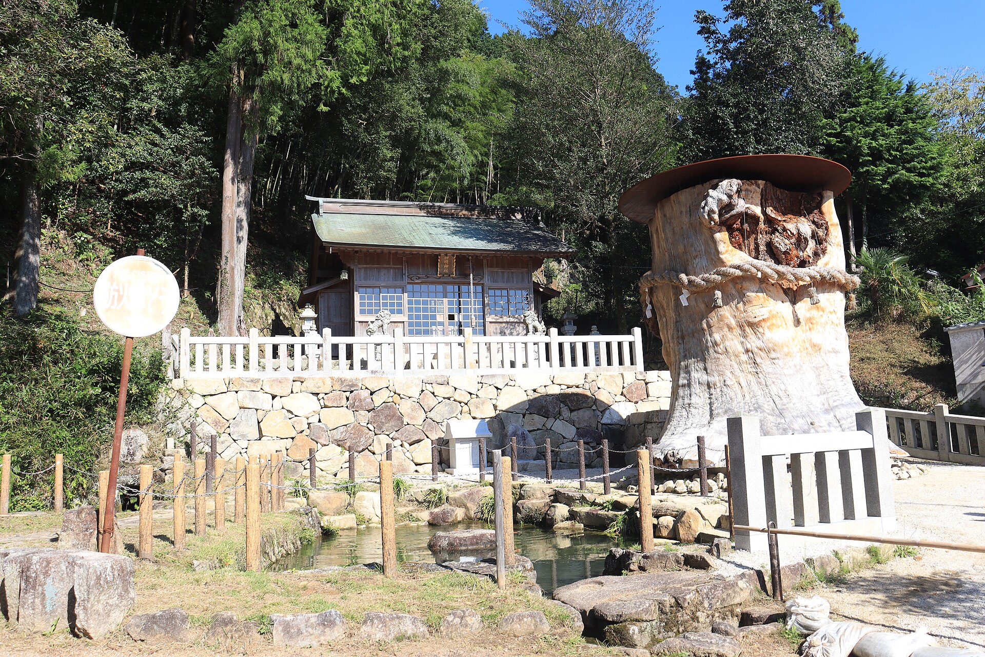 The preserved trunk of the fallen Okute cedar under a small roof