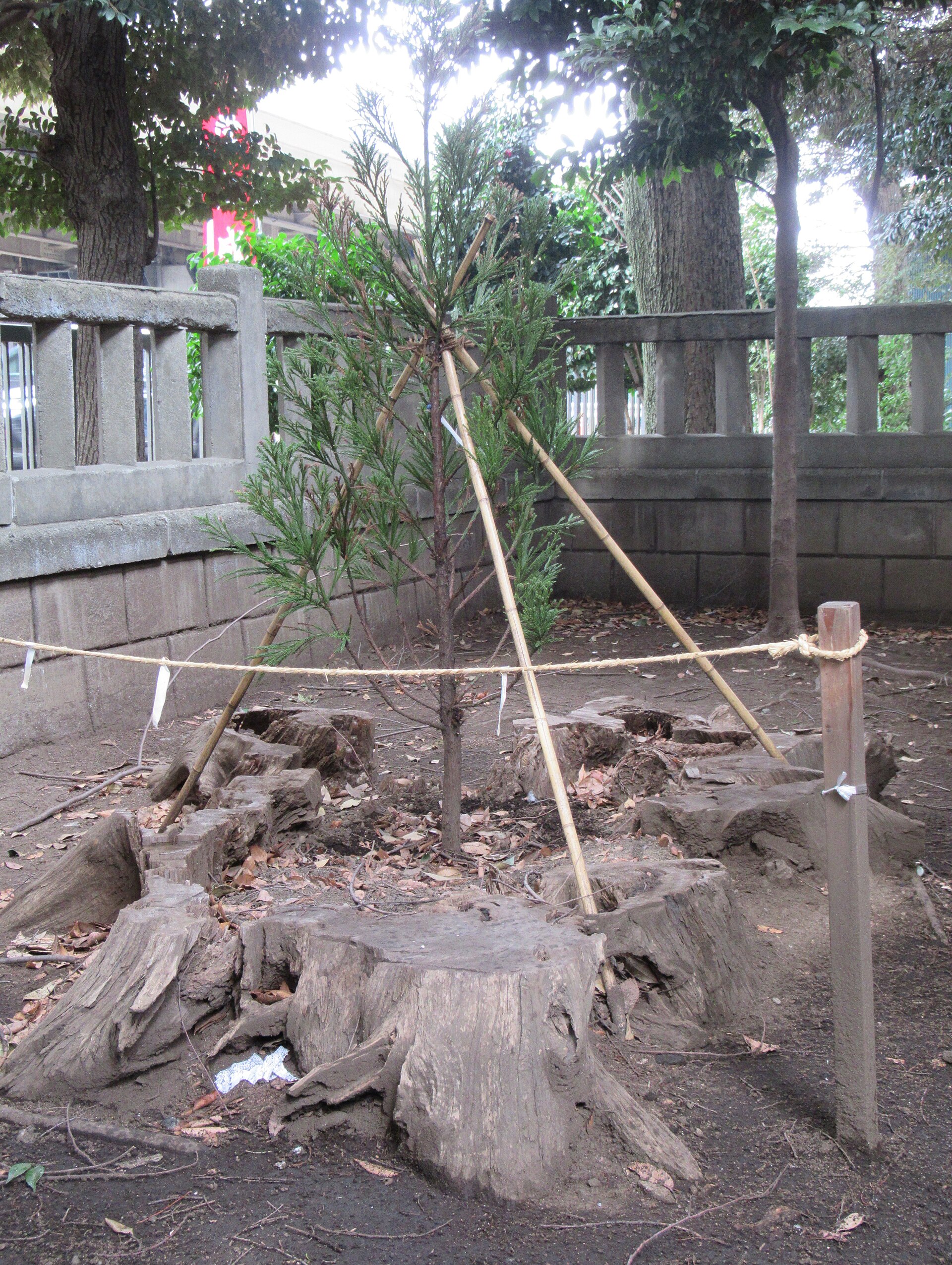 The stump of the first sacred tree beside its third-generation successor