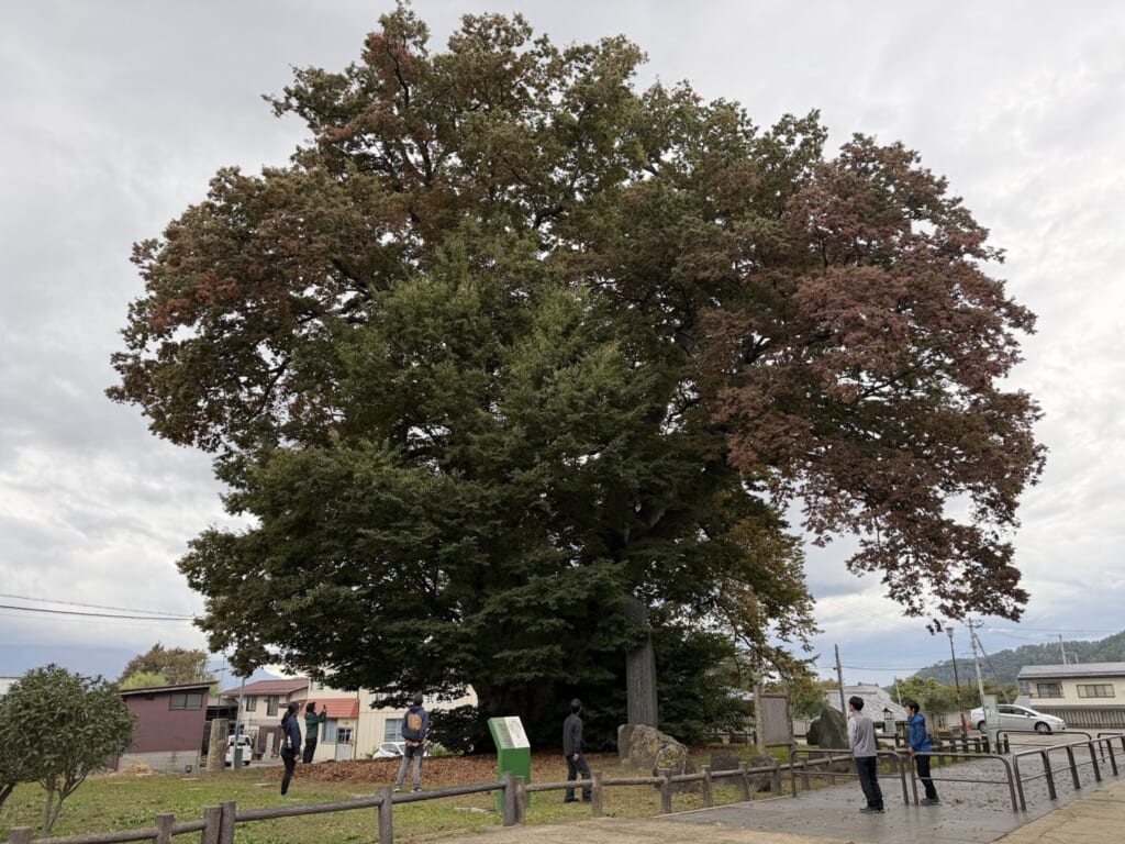 Higashine Great Zelkova — Caring for a Hollow Giant