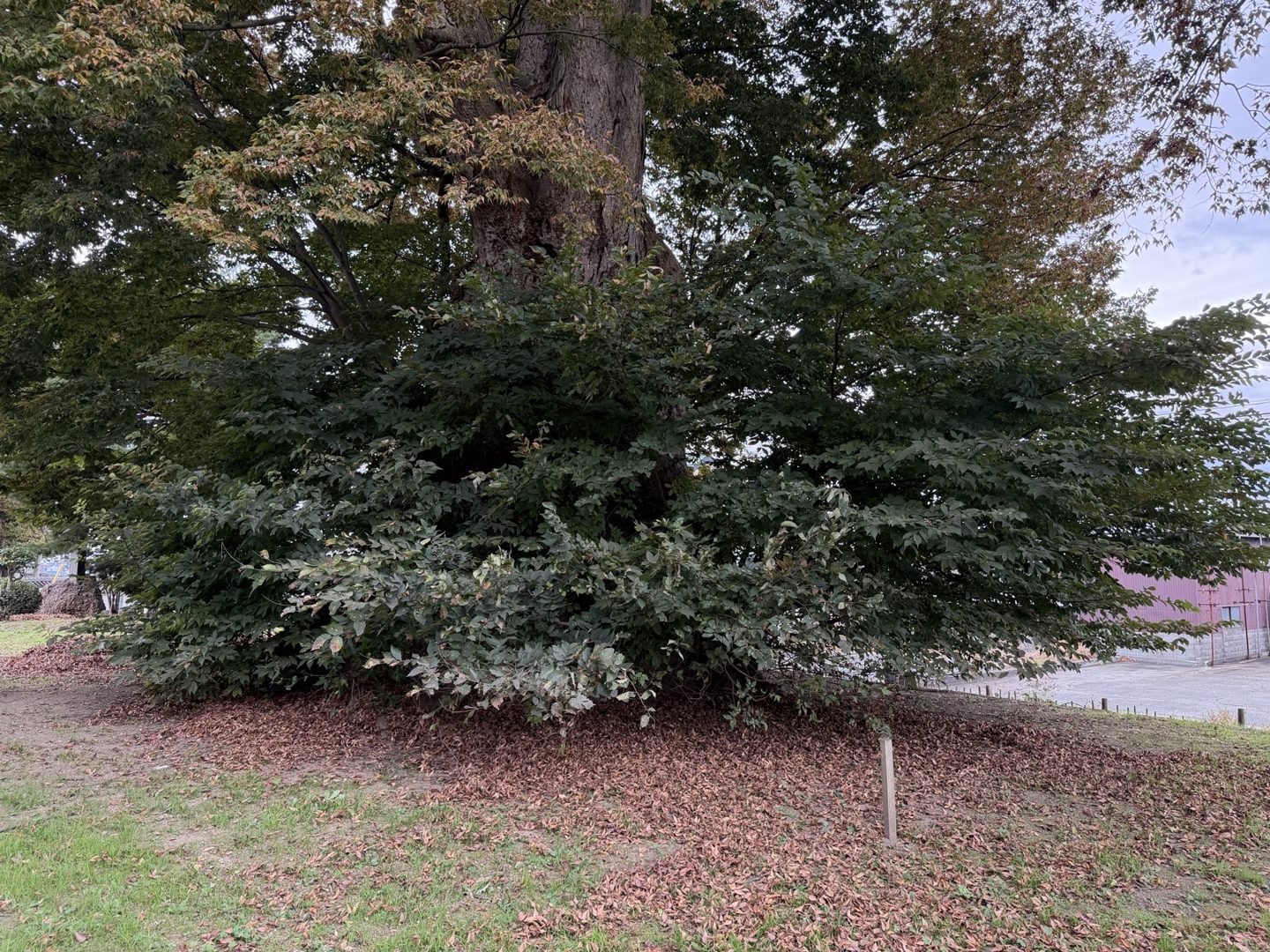 Root suckers plus epicormic shoots massed around the base of the Great Zelkova