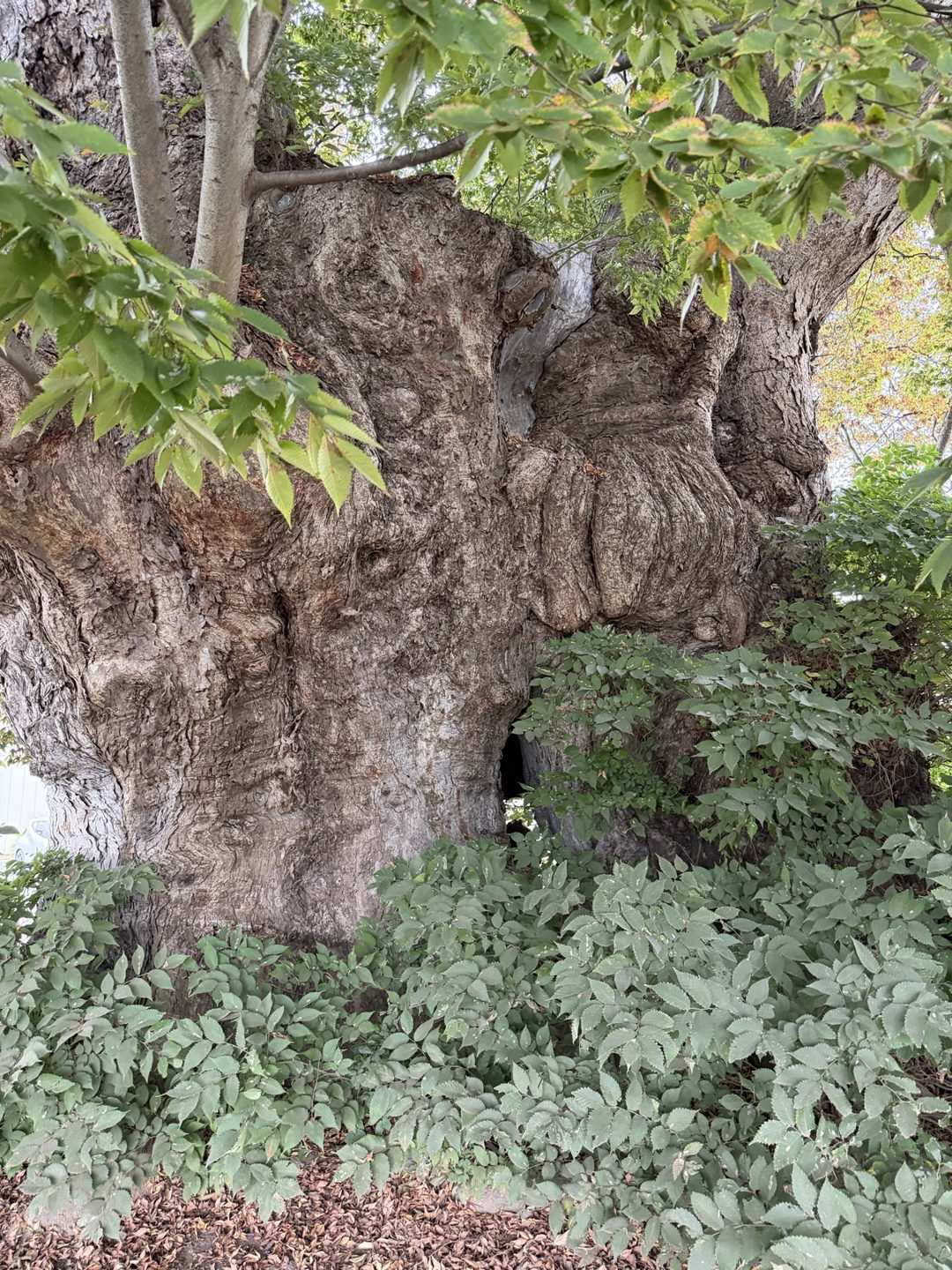 The lower trunk covered in burls with deep ridges, root suckers at its foot