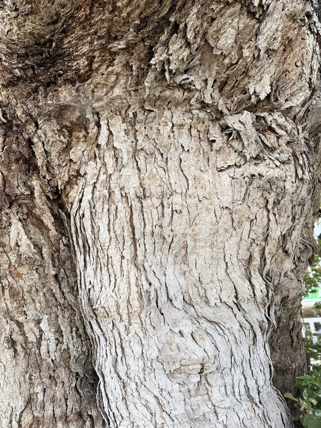 Bark of the old zelkova split into fine vertical plates