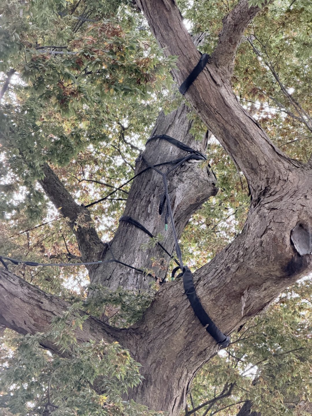 Cobra cabling tying large limbs of the Great Zelkova together