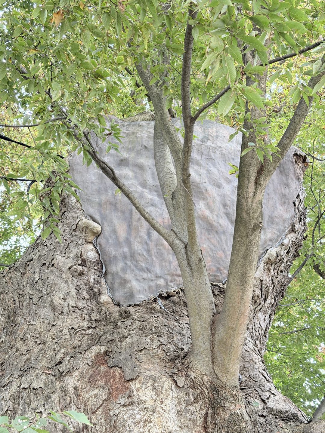 A grey covering over a broken trunk top, young shoots rising beside it
