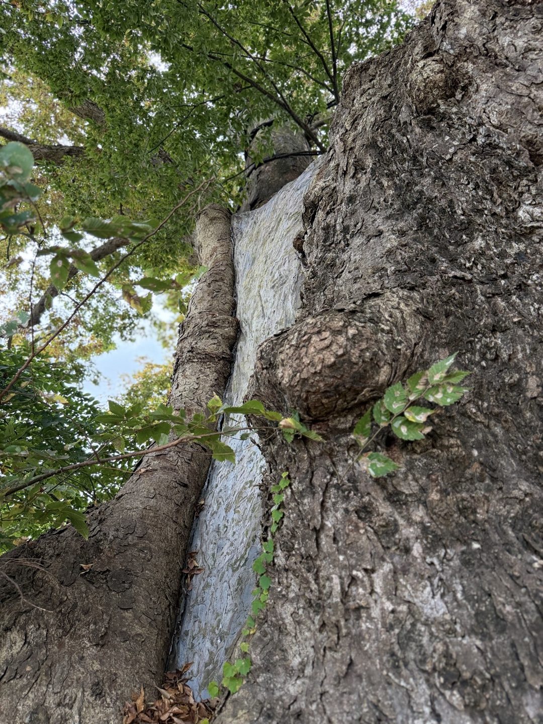 A narrow grey strip along a vertical crack in the trunk