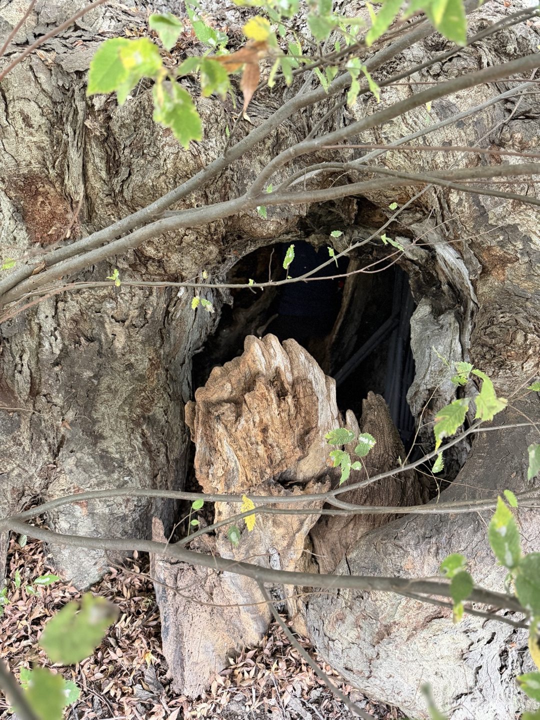 An opening low on the trunk with dry decayed wood inside