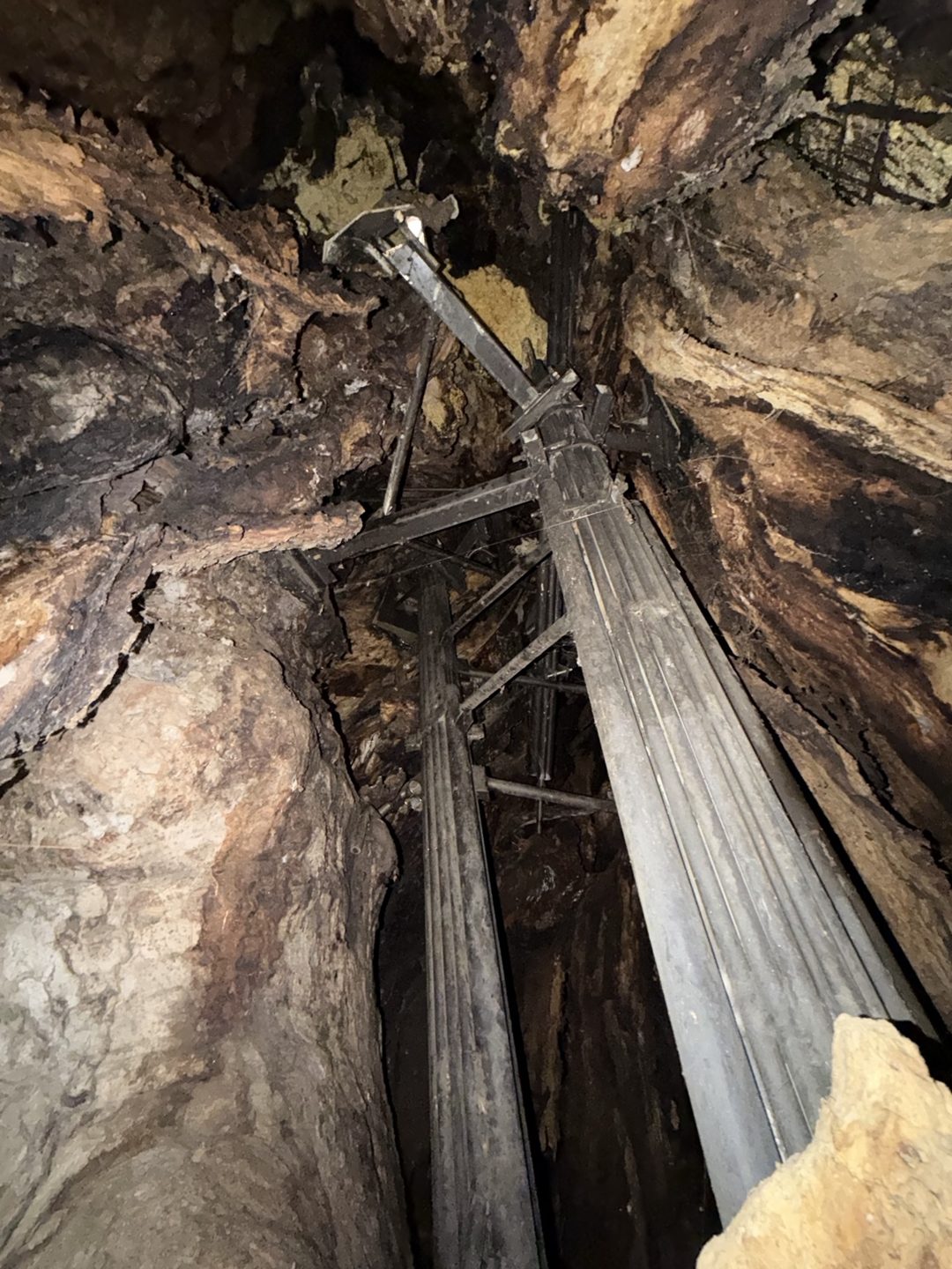 Steel props standing inside the hollow trunk of the Great Zelkova