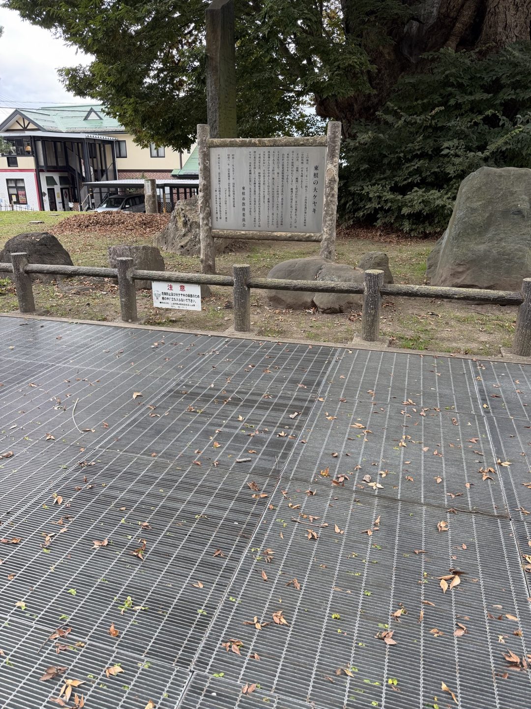 Steel grating on the path near the tree, with a fence behind it