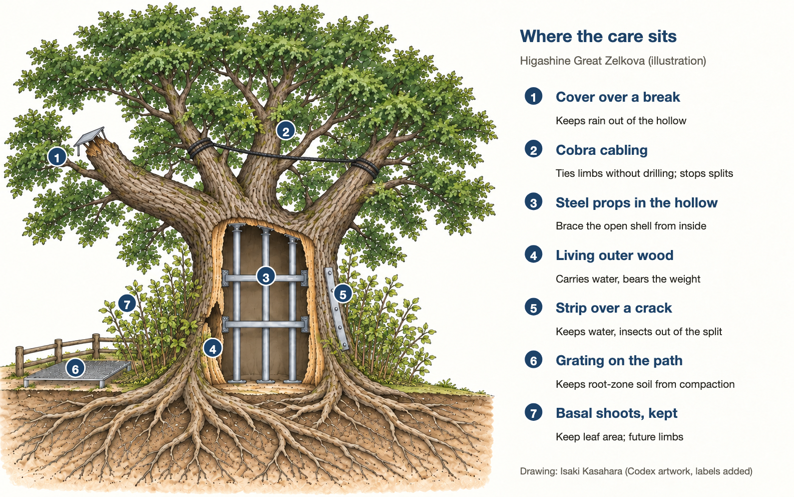 Diagram of the hollow trunk showing the props, the covering, the cabling, basal shoots, plus the grating