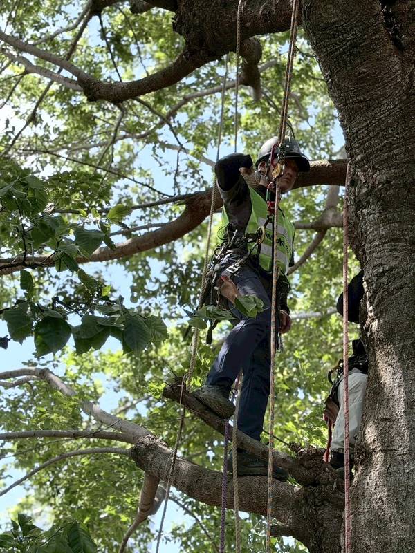 Arborist pruning a tree