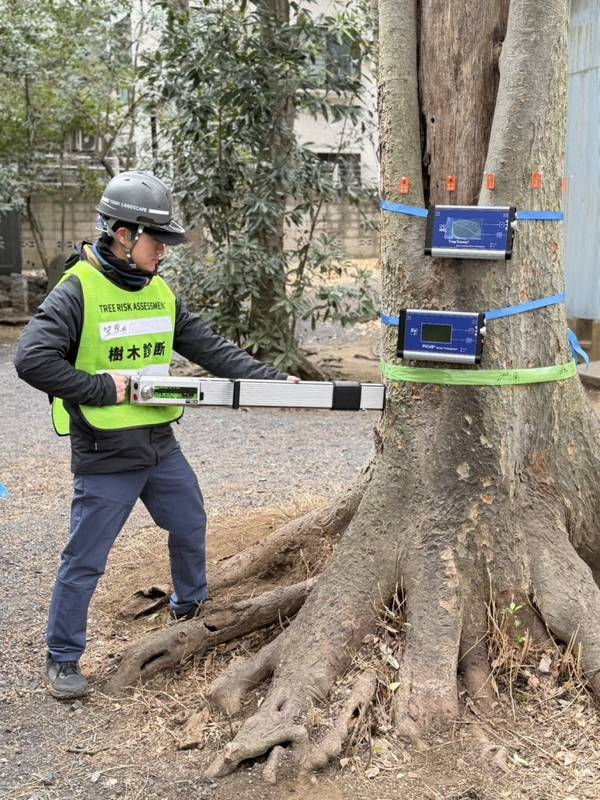 Sonic tomography equipment on a tree trunk
