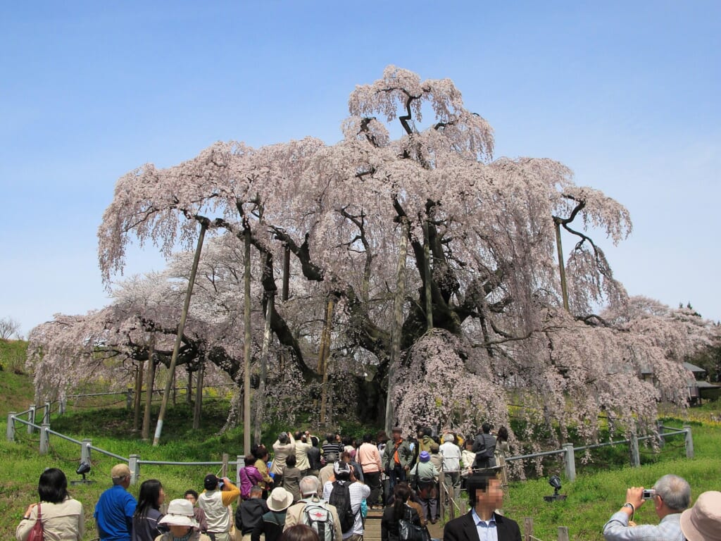 Miharu Takizakura (Waterfall Cherry) (三春滝ザクラ)
